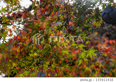 日本　広島県三原市高坂町にある佛通寺の紅葉した木々 135911418