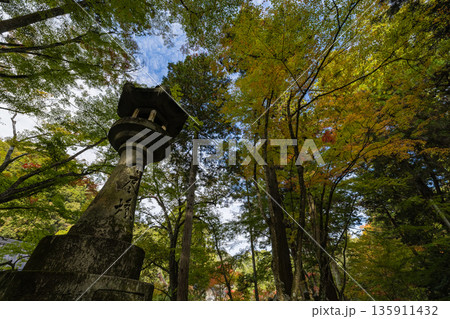 日本 広島県三原市高坂町にある佛通寺の紅葉した木々と灯籠 日本 広島県三原市高坂町にある佛通寺の紅葉した木々と灯籠 135911432