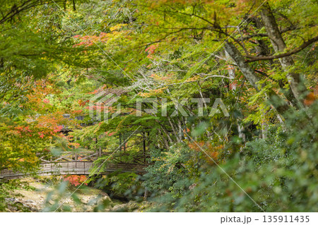 日本 広島県三原市高坂町にある佛通寺の紅葉した木々 日本 広島県三原市高坂町にある佛通寺の紅葉した木々 135911435