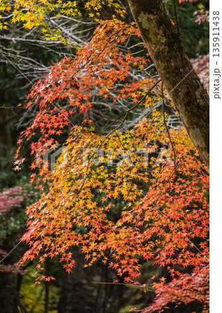 日本　広島県三原市高坂町にある佛通寺の紅葉した木々 135911438
