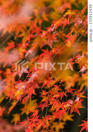 日本　広島県三原市高坂町にある佛通寺の紅葉した木々 135911439