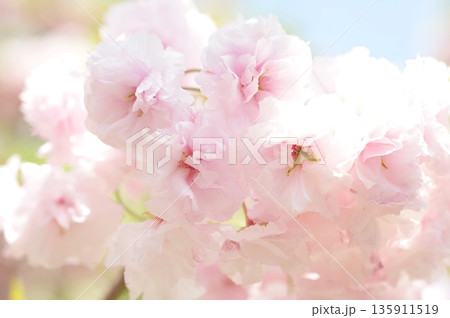 松月の桜 松月の桜 135911519
