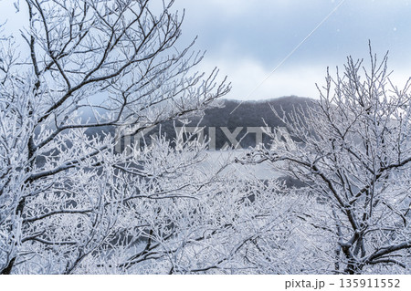 樹氷が光る赤城山地蔵岳登山道から完全氷結の小沼 135911552
