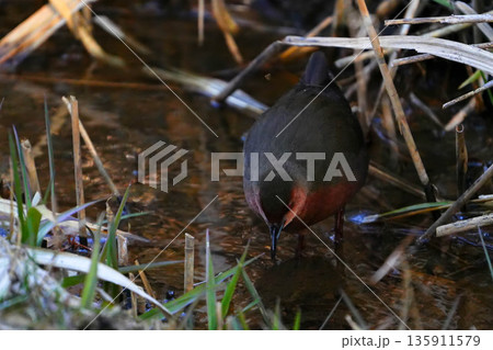 ヒクイナ ヒクイナ 135911579