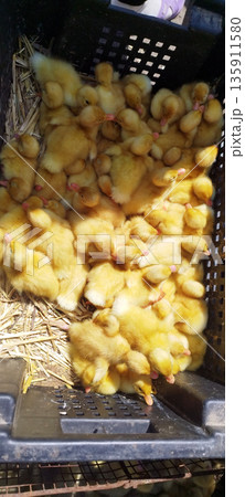 Crowded black plastic crate filled with dozens of fluffy, bright yellow ducklings resting on a bed of straw under direct sunlight 135911580
