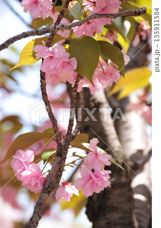 関山の桜 関山の桜 135911584