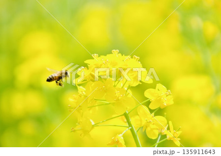 菜の花に飛来したミツバチ 菜の花に飛来したミツバチ 135911643