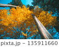 高く突き抜ける木 135911660