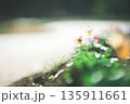 花壇に咲く小さい花 135911661