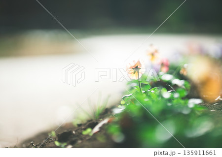 花壇に咲く小さい花 花壇に咲く小さい花 135911661