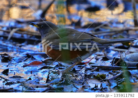 アカハラ 135911792