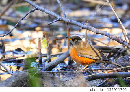 アカハラ 135911793