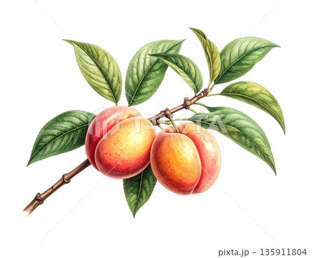ヴィンテージな雰囲気の植物イラスト 桃 ヴィンテージな雰囲気の植物イラスト 桃 135911804