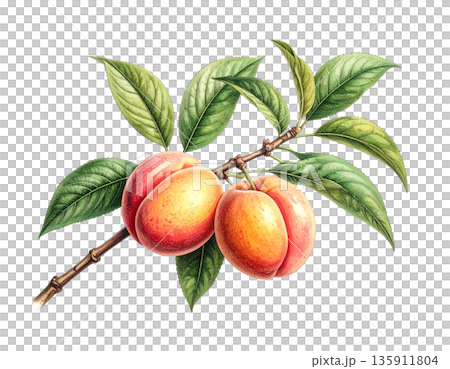 ヴィンテージな雰囲気の植物イラスト 桃 ヴィンテージな雰囲気の植物イラスト 桃 135911804