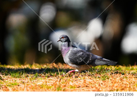 カワラバト カワラバト 135911906