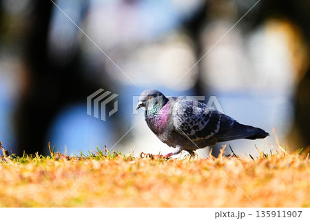 カワラバト カワラバト 135911907