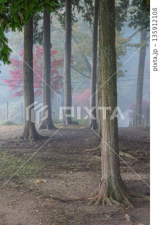日本 広島県三次市粟屋町にある高谷山展望台周りの木々 日本 広島県三次市粟屋町にある高谷山展望台周りの木々 135912108