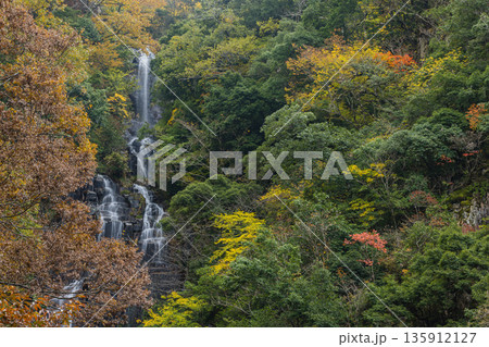 日本　広島県三次市作木町にある常清滝と紅葉した木々 135912127