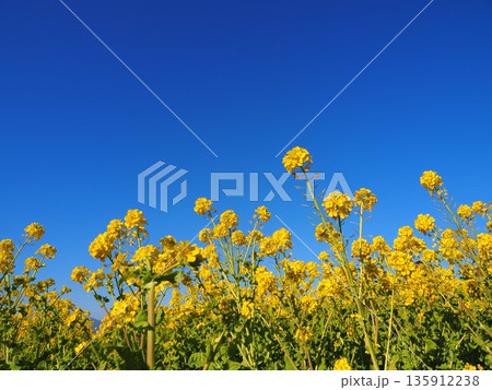 菜の花畑と青い空 菜の花畑と青い空 135912238
