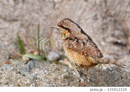 アリスイ アリスイ 135912329