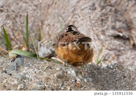 アリスイ アリスイ 135912330