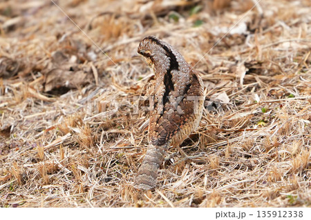 アリスイ 135912338