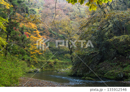 日本 広島県庄原市東城町にある帝釈峡 上帝釈の帝釈川沿いの紅葉した木々 日本 広島県庄原市東城町にある帝釈峡 上帝釈の帝釈川沿いの紅葉した木々 135912546