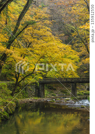 日本 広島県庄原市東城町にある帝釈峡 上帝釈の帝釈川沿いの紅葉した木々 日本 広島県庄原市東城町にある帝釈峡 上帝釈の帝釈川沿いの紅葉した木々 135912550