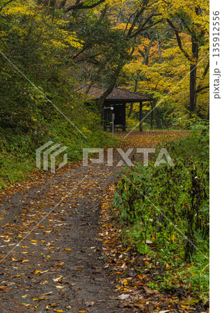 日本 広島県庄原市東城町にある帝釈峡 上帝釈の帝釈川沿いの紅葉した木々 日本 広島県庄原市東城町にある帝釈峡 上帝釈の帝釈川沿いの紅葉した木々 135912556