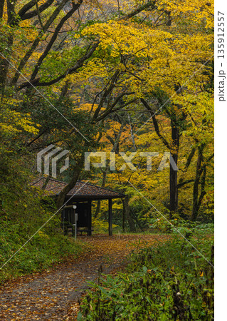 日本　広島県庄原市東城町にある帝釈峡　上帝釈の帝釈川沿いの紅葉した木々 135912557