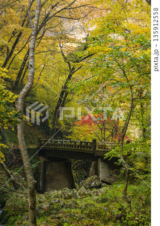 日本　広島県庄原市東城町にある帝釈峡　上帝釈の帝釈川沿いの紅葉した木々 135912558