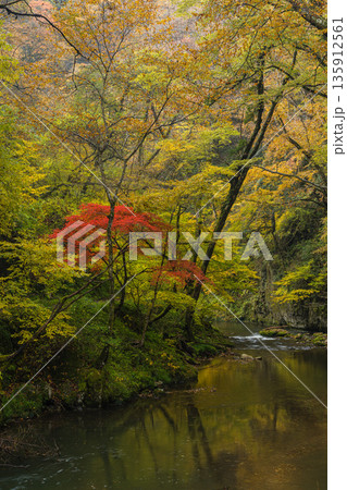 日本 広島県庄原市東城町にある帝釈峡 上帝釈の帝釈川沿いの紅葉した木々 日本 広島県庄原市東城町にある帝釈峡 上帝釈の帝釈川沿いの紅葉した木々 135912561