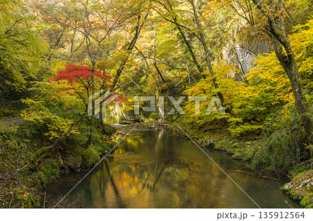日本　広島県庄原市東城町にある帝釈峡　上帝釈の帝釈川沿いの紅葉した木々 135912564