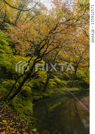 日本 広島県庄原市東城町にある帝釈峡 上帝釈の帝釈川沿いの紅葉した木々 日本 広島県庄原市東城町にある帝釈峡 上帝釈の帝釈川沿いの紅葉した木々 135912571