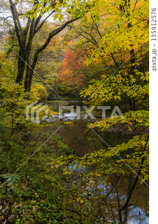 日本 広島県庄原市東城町にある帝釈峡 上帝釈の帝釈川沿いの紅葉した木々 日本 広島県庄原市東城町にある帝釈峡 上帝釈の帝釈川沿いの紅葉した木々 135912576