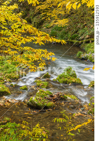 日本　広島県庄原市東城町にある帝釈峡　上帝釈の帝釈川沿いの紅葉した木々 135912593