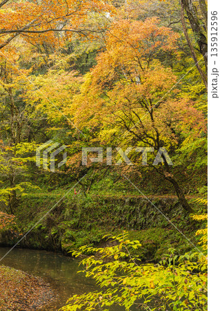 日本　広島県庄原市東城町にある帝釈峡　上帝釈の帝釈川沿いの紅葉した木々 135912596