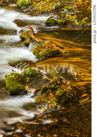 日本　広島県庄原市東城町にある帝釈峡　上帝釈の帝釈川沿いの紅葉した木々 135912598