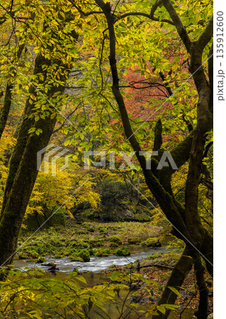 日本 広島県庄原市東城町にある帝釈峡 上帝釈の帝釈川沿いの紅葉した木々 日本 広島県庄原市東城町にある帝釈峡 上帝釈の帝釈川沿いの紅葉した木々 135912600