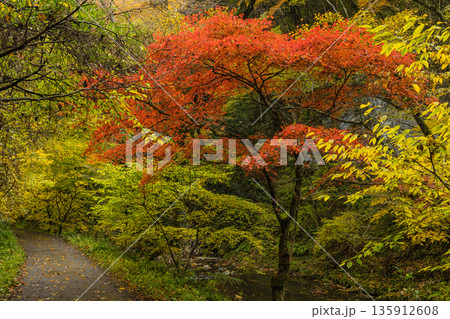 日本 広島県庄原市東城町にある帝釈峡 上帝釈の帝釈川沿いの紅葉した木々 日本 広島県庄原市東城町にある帝釈峡 上帝釈の帝釈川沿いの紅葉した木々 135912608