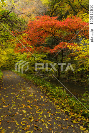 日本 広島県庄原市東城町にある帝釈峡 上帝釈の帝釈川沿いの紅葉した木々 日本 広島県庄原市東城町にある帝釈峡 上帝釈の帝釈川沿いの紅葉した木々 135912610