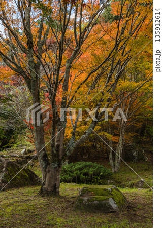 日本　広島県三原市八幡町にある御調八幡宮の紅葉した木々 135912614