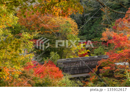 日本 広島県三原市八幡町にある御調八幡宮の紅葉した木々 日本 広島県三原市八幡町にある御調八幡宮の紅葉した木々 135912617