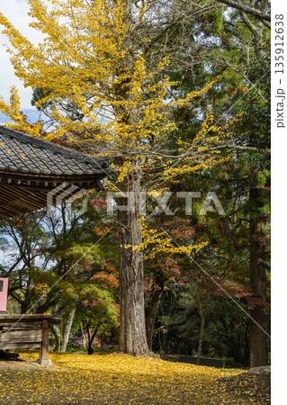 日本　広島県三原市八幡町にある御調八幡宮の黄葉した大銀杏 135912638