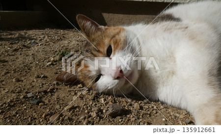 三毛猫 三毛猫 135912661