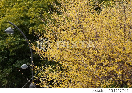 猿江恩賜公園の蠟梅 135912746