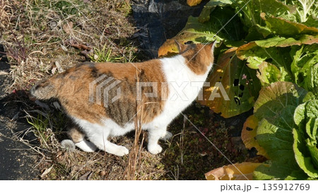 三毛猫 135912769