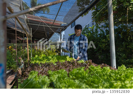 Man farmer checking of organic Organic vegetables freshly harvested from a farm. Man farmer checking of organic Organic vegetables freshly harvested from a farm. 135912830
