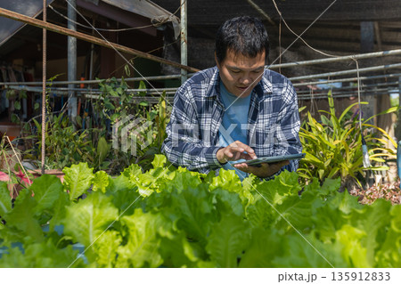 Man farmer checking of organic Organic vegetables freshly harvested from a farm. Man farmer checking of organic Organic vegetables freshly harvested from a farm. 135912833