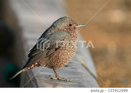 イソヒヨドリ 135912899